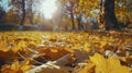 Beautiful, beautiful fall scene with a blanket of yellow leaves. Natural park with autumn trees on a nice sunny day.