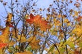 Beautiful bright colorful autumn maple tree foliage against blue sky Royalty Free Stock Photo