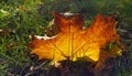 Bright colorful leaf of autumn maple tree glowing in sunlight Royalty Free Stock Photo
