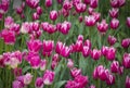 Beautiful bright colorful multicolored purple, pink white tulips on a large flower-bed in the city garden, close up