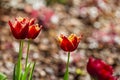 Beautiful bright colorful multicolored yellow red blooming tulips on a large flowerbed in the city garden or flower farm field in Royalty Free Stock Photo