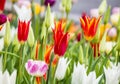 Beautiful bright colorful multicolored yellow, white, red, purple, pink blooming tulips on a large flowerbed in the city garden or Royalty Free Stock Photo