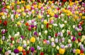 Beautiful bright colorful multicolored yellow, white, red, purple, pink blooming tulips on a large flowerbed in the city garden or Royalty Free Stock Photo