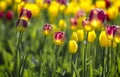 Beautiful bright colorful multicolored yellow, white, red, purple, pink blooming tulips on a large flowerbed in the city garden or Royalty Free Stock Photo