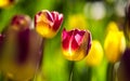 Beautiful bright colorful multicolored yellow, white, red, purple, pink blooming tulips on a large flowerbed in the city garden or Royalty Free Stock Photo