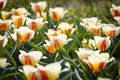 Beautiful bright colorful multicolored yellow, white, red, purple, pink blooming tulips on a large flowerbed in the city garden or Royalty Free Stock Photo