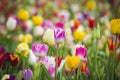 Beautiful bright colorful multicolored yellow, white, red, purple, pink tulips on a large flower-bed in the city garden, close up Royalty Free Stock Photo