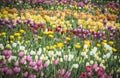 Beautiful bright colorful multicolored yellow, white, red, purple, pink tulips on a large flower-bed in the city garden, close up Royalty Free Stock Photo