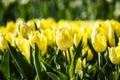Beautiful bright colorful yellow blooming tulips on a large flowerbed in the city garden or flower farm field in springtime. Royalty Free Stock Photo