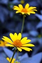 Beautiful bright and colorful yellow flowers with long blue leaves on a blue background.