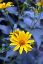 Beautiful bright and colorful yellow flowers with long blue leaves on a blue background.