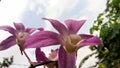 beautiful bright colors of asian orchid flowers in the garden Royalty Free Stock Photo