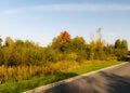Beautiful and bright colors of the tree on the side of the road Royalty Free Stock Photo