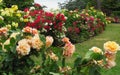 Beautiful Bright Colourful Roses Blooming In Summer