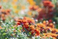 Beautiful  bright coral aster flowers with buds on blurred multicolored  floral background Royalty Free Stock Photo