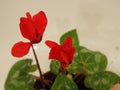 Beautiful and bright cyclamen, background, flowers and pots, spring plant