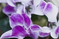 Beautiful bright cyclamen flower.