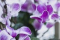 Beautiful bright cyclamen flower.