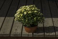 Beautiful bright daisy flowers in a Front outdoor Porch Flowerpot