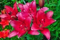 Red flowers are daylilies or Hemerocallis Royalty Free Stock Photo