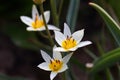 Beautiful bright delicate flower tulip botanical Turkestanica with white petals Royalty Free Stock Photo