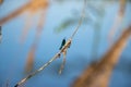 Beautiful, bright dragonfly on a dry branch