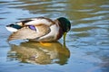 Beautiful bright duck mallard bird swimming in a lake river Royalty Free Stock Photo