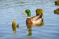 Beautiful bright duck mallard bird swimming in a lake river