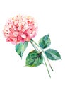 Beautiful bright elegant autumn wonderful colorful tender gentle pink herbal floral hydrangea flower with green leaves watercolor