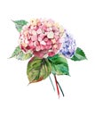 Beautiful bright elegant autumn wonderful colorful tender gentle pink herbal floral hydrangea flowers