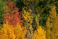 Beautiful bright fall foliage on aspen and maple trees in Grand Lake, Colorado Royalty Free Stock Photo