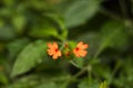 Bright fire-orange flowers of Crossandra infundibuliformis