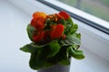 Beautiful bright flower of calceolaria in a pot on the window Royalty Free Stock Photo