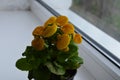 Beautiful bright flower of calceolaria in a pot on the window Royalty Free Stock Photo