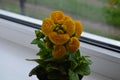 Beautiful bright flower of calceolaria in a pot on the window Royalty Free Stock Photo
