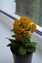 Beautiful bright flower of calceolaria in a pot on the window Royalty Free Stock Photo