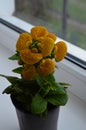Beautiful bright flower of calceolaria in a pot on the window Royalty Free Stock Photo