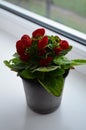 Beautiful bright flower of calceolaria in a pot on the window Royalty Free Stock Photo