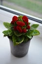 Beautiful bright flower of calceolaria in a pot on the window Royalty Free Stock Photo