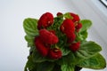 Beautiful bright flower of calceolaria in a pot on the window Royalty Free Stock Photo