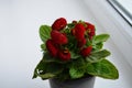 Beautiful bright flower of calceolaria in a pot on the window Royalty Free Stock Photo