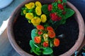 Beautiful bright flower of calceolaria in a pot on the window Royalty Free Stock Photo
