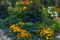 Beautiful bright flower garden with yellow marigolds, sunflowers, white red dahlias and various ornamental plants in the city Royalty Free Stock Photo