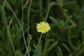 Beautiful and bright flower one single yellow dandelion blossom in the field Royalty Free Stock Photo