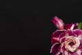 Beautiful bright flower rose or adenium on black background