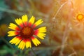 Beautiful bright flower rudbeckia on blooming green meadow