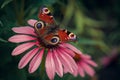A beautiful, bright flower on which sits a textured butterfly. Royalty Free Stock Photo