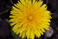 Beautiful and bright flower yellow dandelion Royalty Free Stock Photo