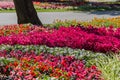 Beautiful bright flowerbed with flowers in the park. Royalty Free Stock Photo