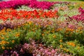 Beautiful bright flowerbed with flowers in the park. Royalty Free Stock Photo